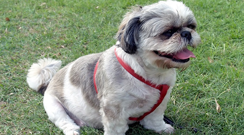 how much is it to adopt a shih tzu