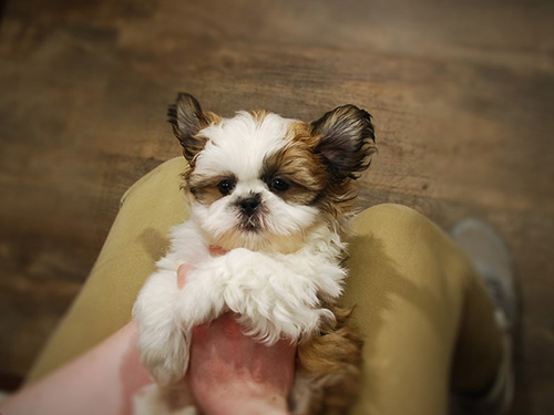 how much should i pay for a shih tzu puppy