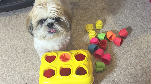 how smart is a shih tzu dog