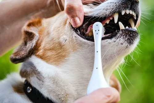 dog getting its teeth brushed with an electric doggy toothbrush