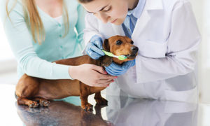 two veterinarians helping to brush the teeth of a Dacshund dog