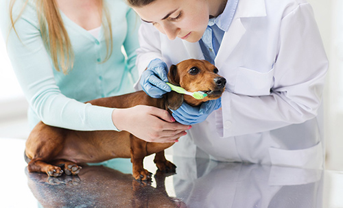 two veterinarians helping to brush the teeth of a Dacshund dog