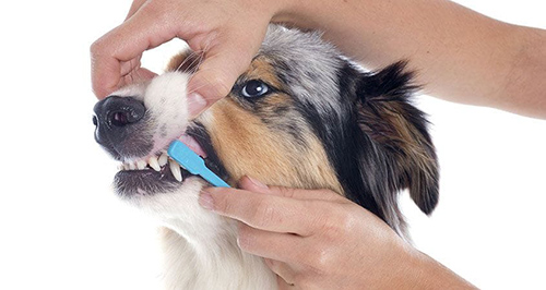 Dog owner lifting his dog's lips and brushing the dog's teeth