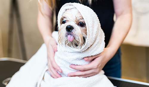 adorable shih tzu rolled up in a towel after a bath