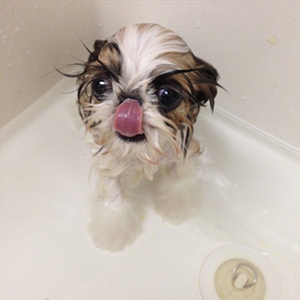 cute shih tzu puppy in bath tub after a bath looking too adorable