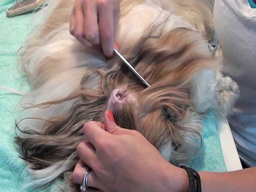 Vet combing away the hair from a Shih Tzu's ears