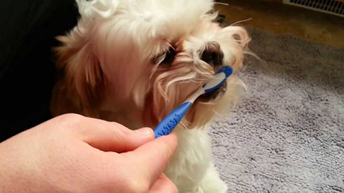 dog getting its teeth brushed