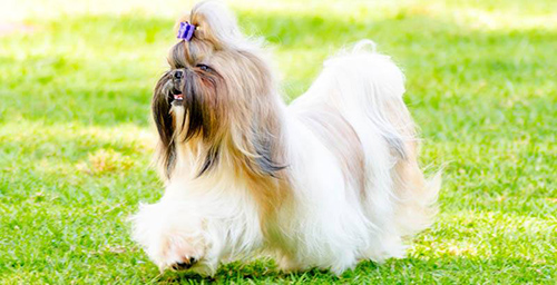 a graceful long coat Shih Tzu prancing around on green grass