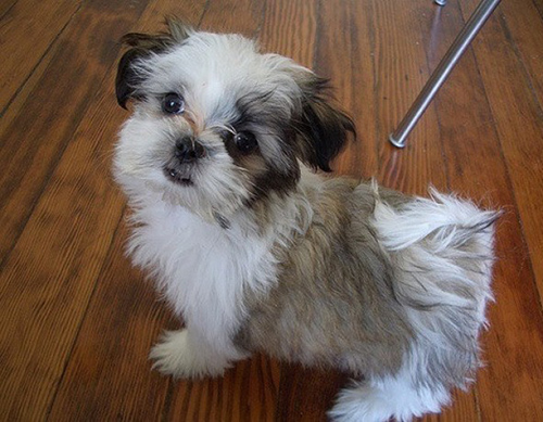 how to pick a good shih tzu puppy