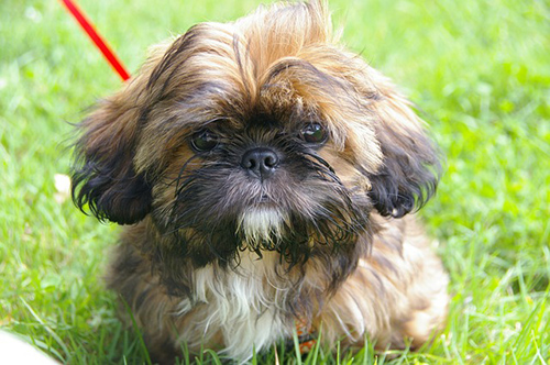 how to potty train a shih tzu puppy indoors