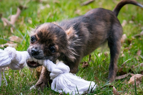 How to stop puppy from biting: Image of puppy biting a rope