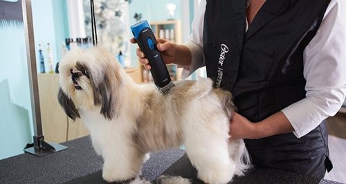 how to straighten shih tzu hair