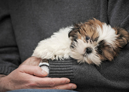 shih tzu puppy in owner's arms cuddling