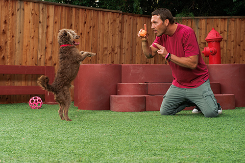 how to teach your dog to spin