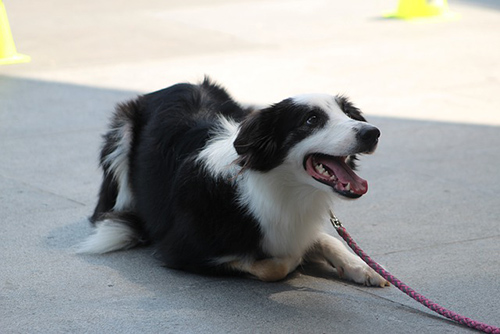 how to teach your puppy to sit