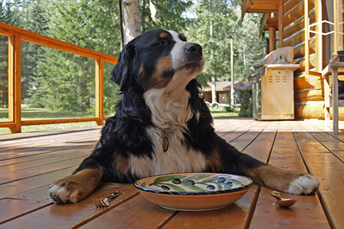 human foods safe for dogs