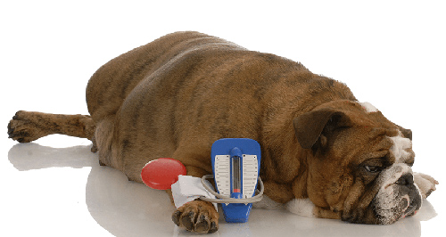hypoglycemia small dogs