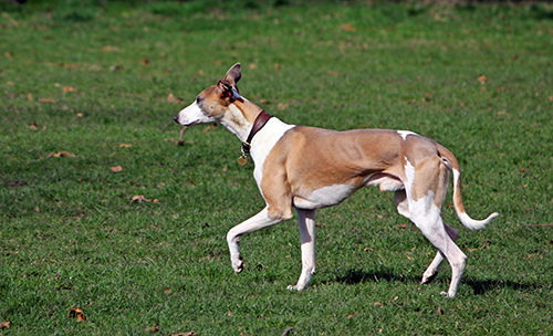 ibizan hound breeders