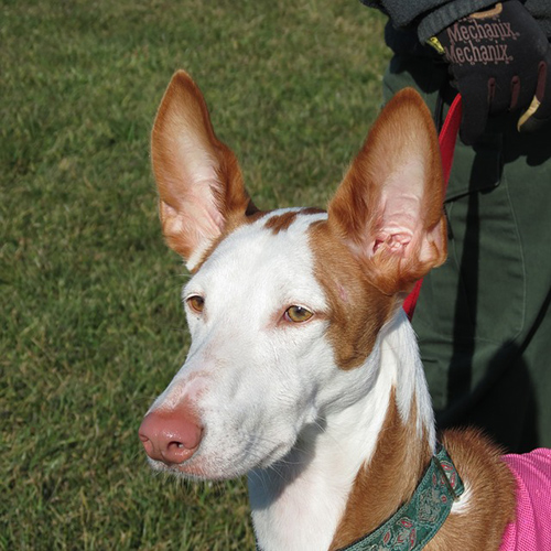 ibizan hound height