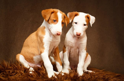 ibizan hound puppies