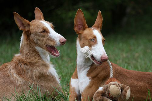 ibizan hound weight