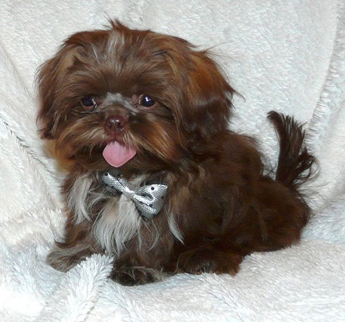 beautiful brown and white imperial shih tzu just looking adorable