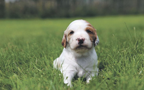 irish red and white setter puppy