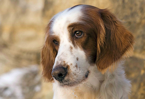 irish red and white setter rescue