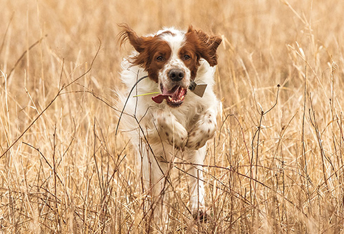 irish red and white setter standard