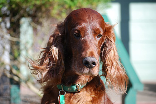 irish setter lifespan