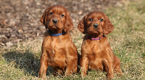 irish setter puppies