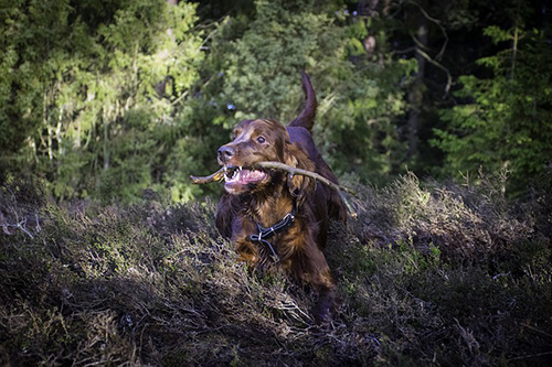 irish setter weight