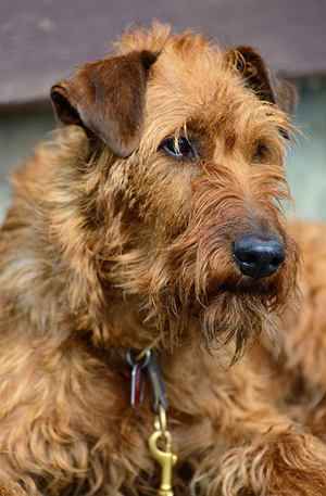 Irish Terrier temperament