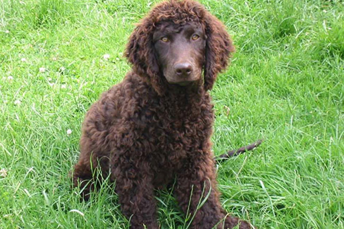 irish water spaniel dog