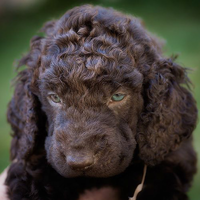 irish water spaniel puppy