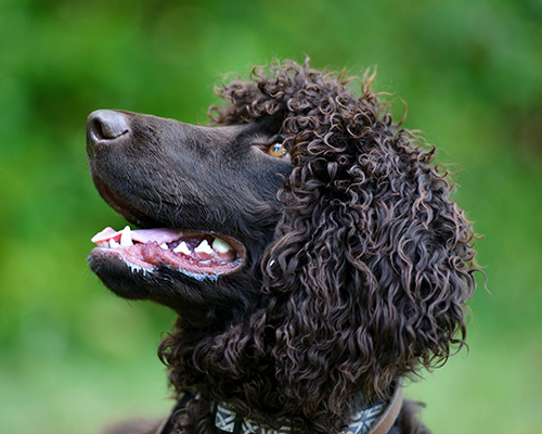 irish water spaniel temperament