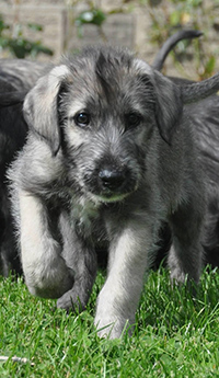 irish wolfhound puppies