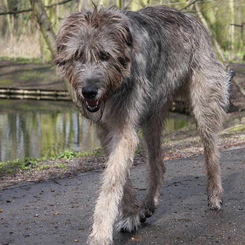 irish wolfhound rescue