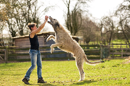 irish wolfhound size