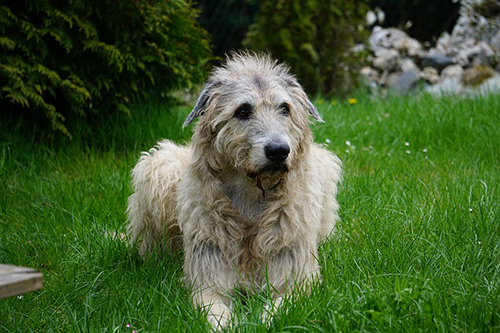 irish wolfhound temperament