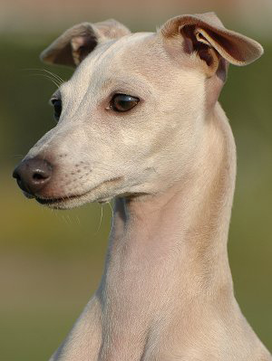 The long necked italian greyhound looking for adventure