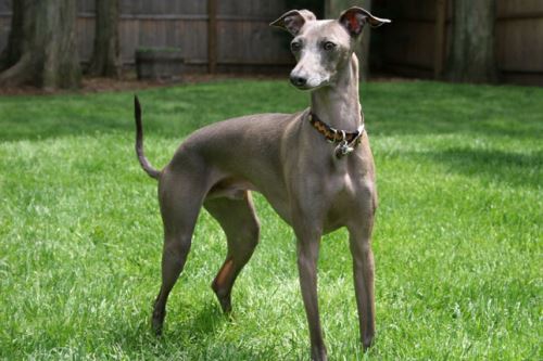 Italian Greyhound hanging out in the backyard