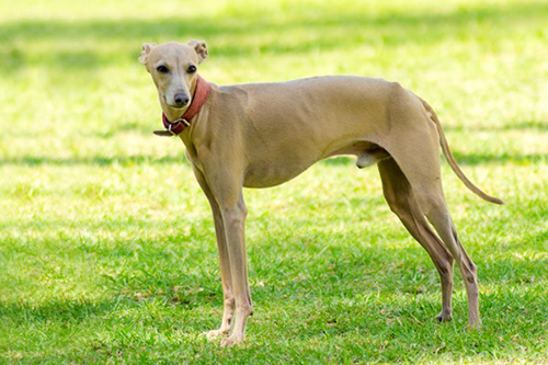 italian greyhound looking for something to get into