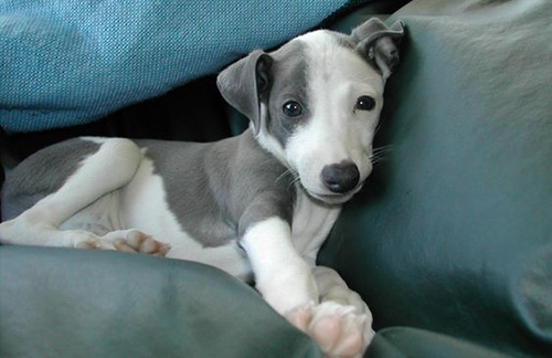 italian greyhound puppy relaxing on the couch