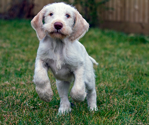 italian spinone puppy running in the yard and having fun