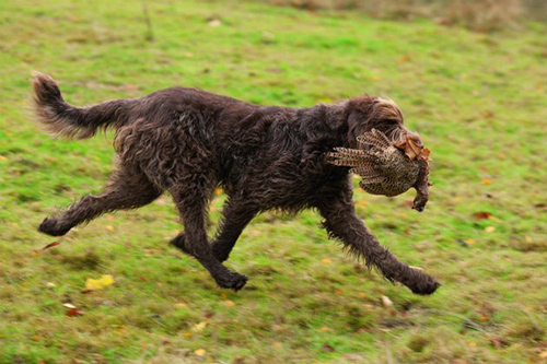 italian spinone dog on a hunt carrying a game fowl in its mouth