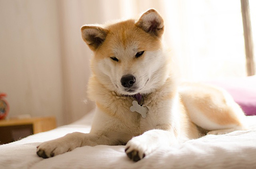 Image of a Japanese Akita relaxing on the bed