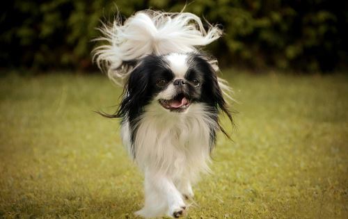 Japanese Chin in all its glory
