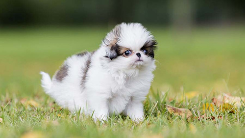 japanese chin puppy walking on grass looking for someone to play with