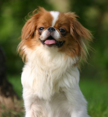 japanese chin posing for his picture